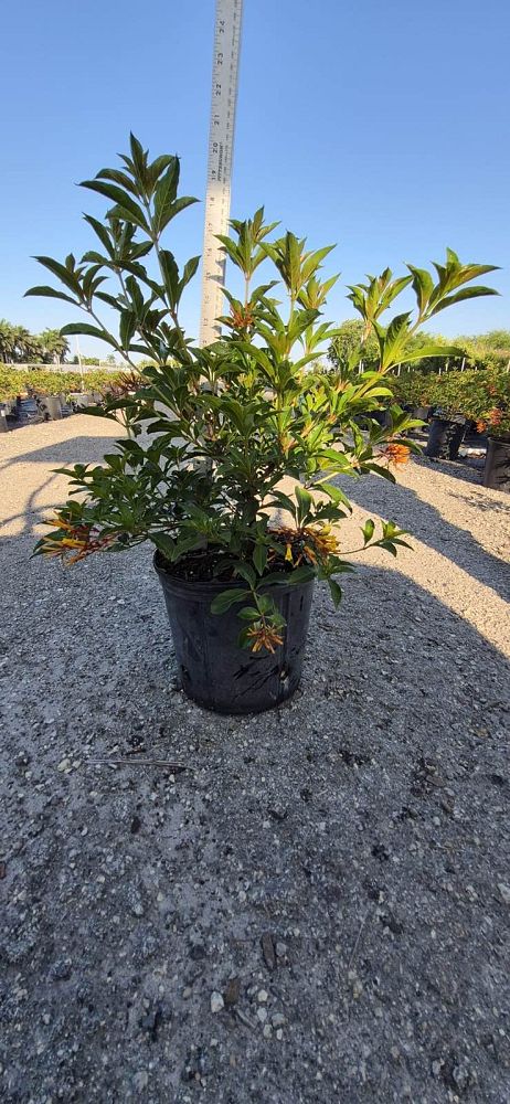 hamelia-patens-compacta-firebush-hummingbird-bush