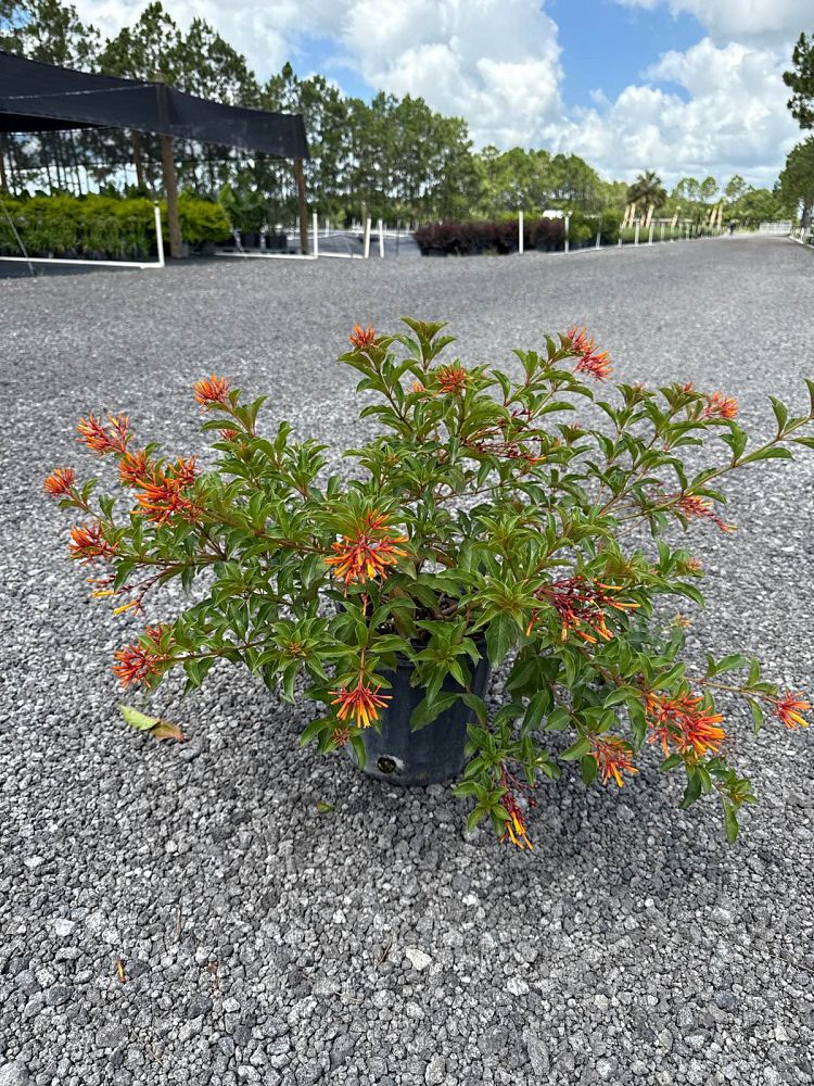 hamelia-patens-compacta-firebush-hummingbird-bush
