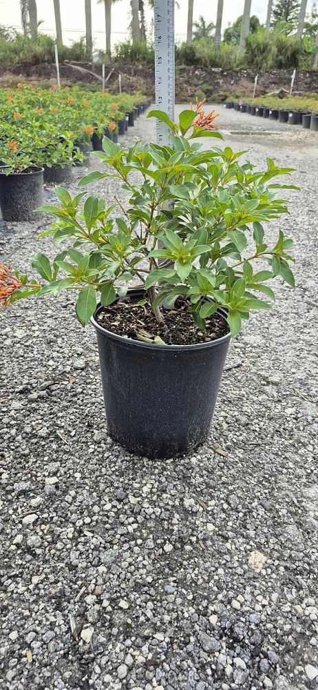 hamelia-patens-compacta-firebush-hummingbird-bush