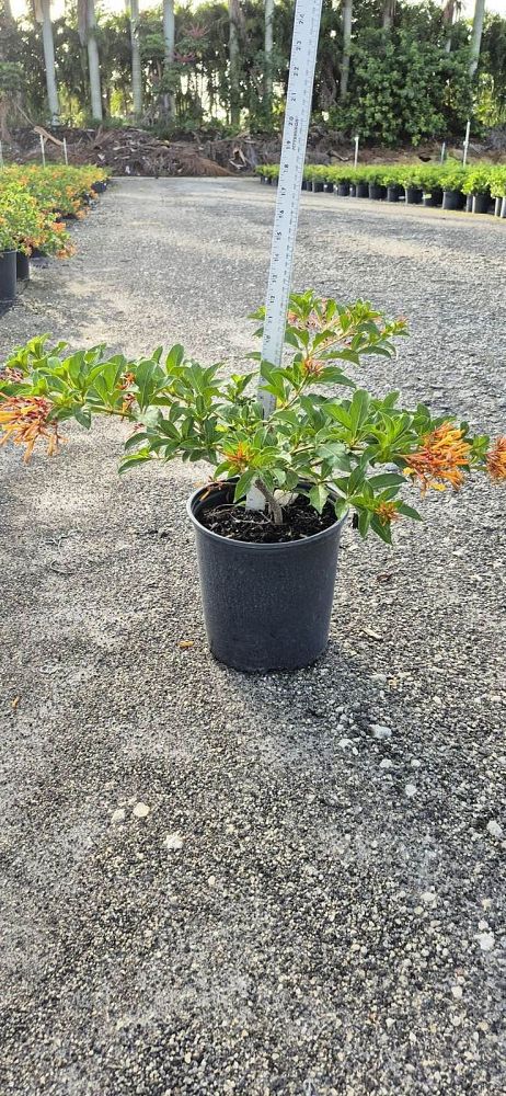 hamelia-patens-compacta-firebush-hummingbird-bush
