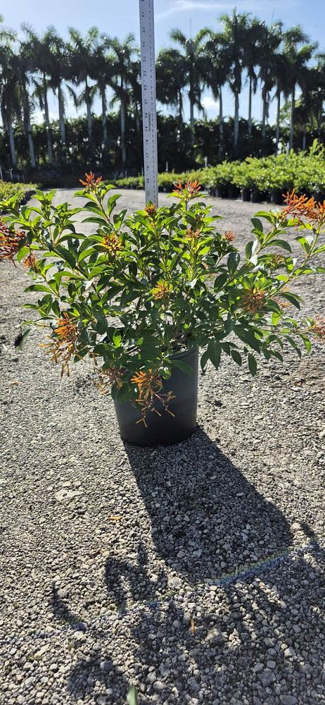 hamelia-patens-compacta-firebush-hummingbird-bush