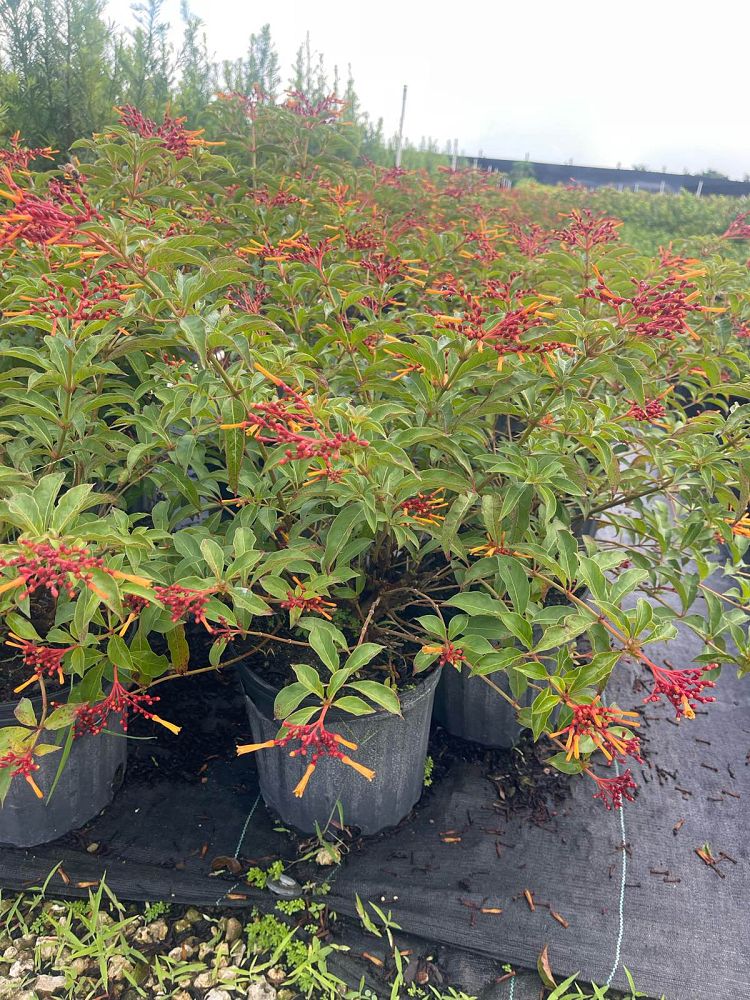 hamelia-patens-compacta-firebush-hummingbird-bush