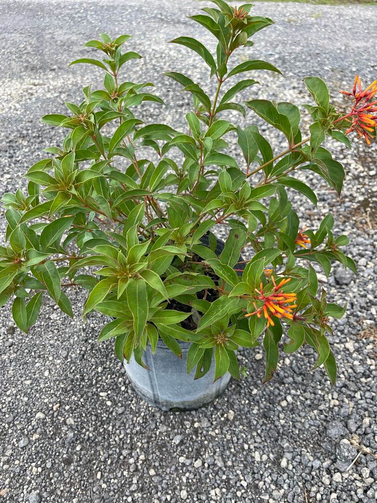 hamelia-patens-compacta-firebush-hummingbird-bush