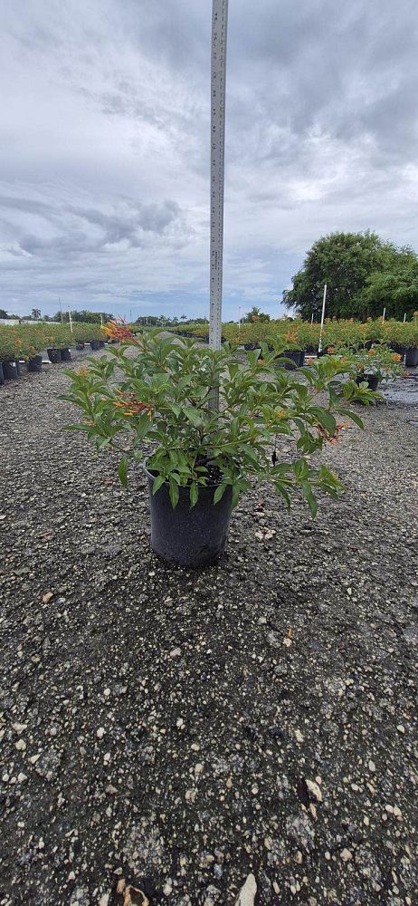 hamelia-patens-compacta-firebush-hummingbird-bush