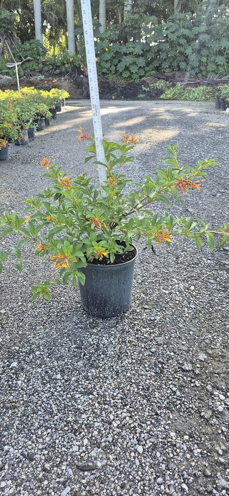 hamelia-patens-compacta-firebush-hummingbird-bush