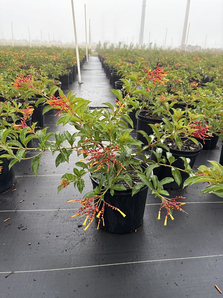 hamelia-patens-compacta-firebush-hummingbird-bush