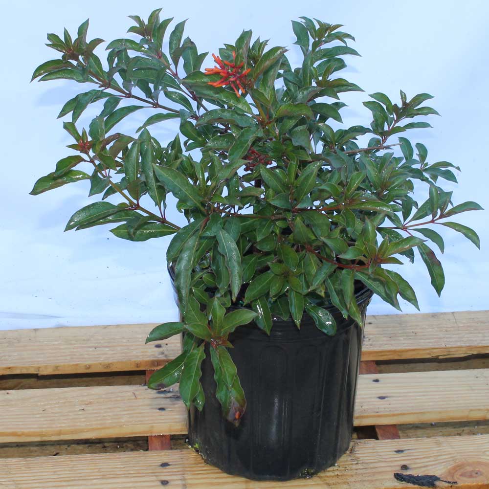 hamelia-patens-firebush-hummingbird-bush