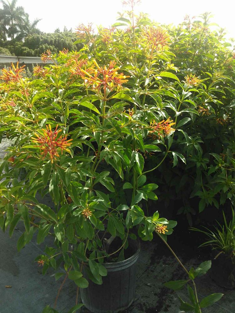 hamelia-patens-firebush-hummingbird-bush