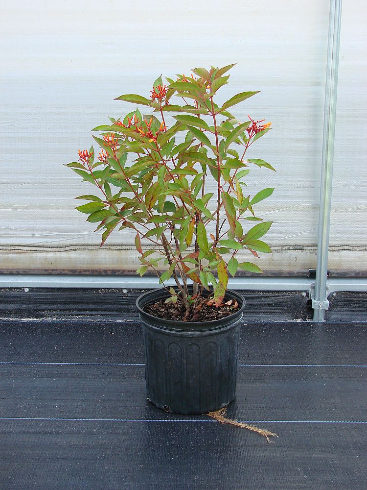 hamelia-patens-firebush-hummingbird-bush
