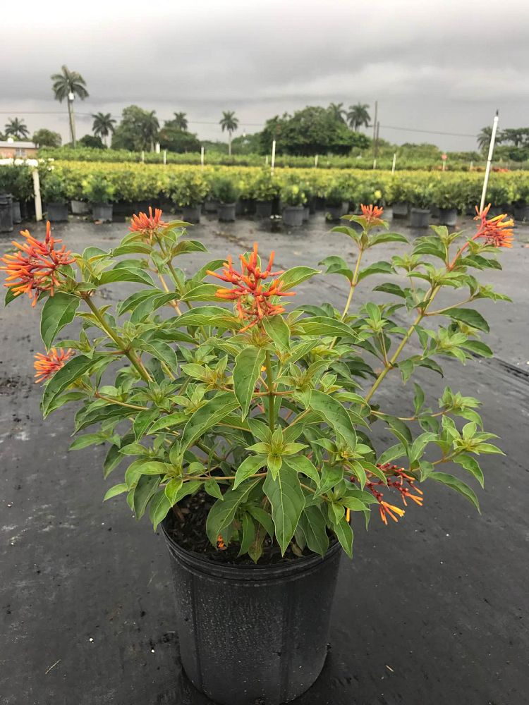 hamelia-patens-firebush-hummingbird-bush