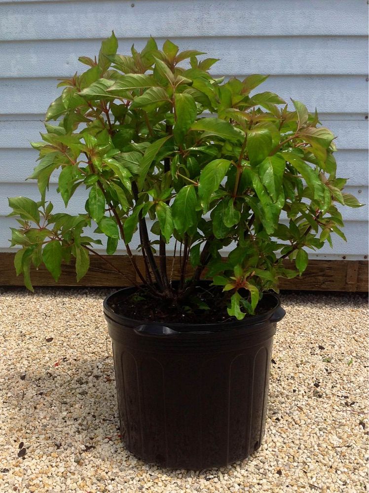 hamelia-patens-firebush-hummingbird-bush