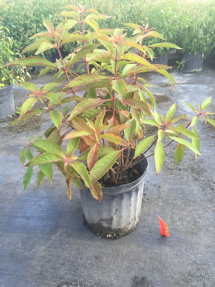 hamelia-patens-firebush-hummingbird-bush