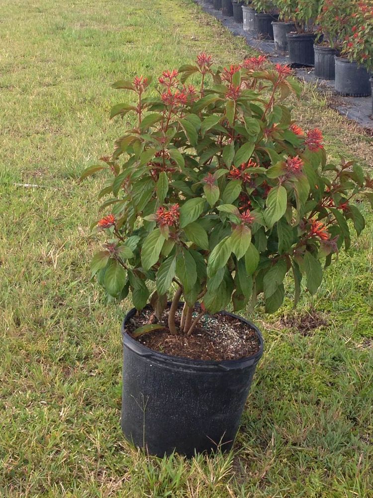 hamelia-patens-firebush-hummingbird-bush