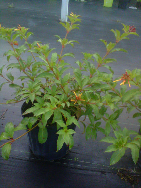 hamelia-patens-firebush-hummingbird-bush