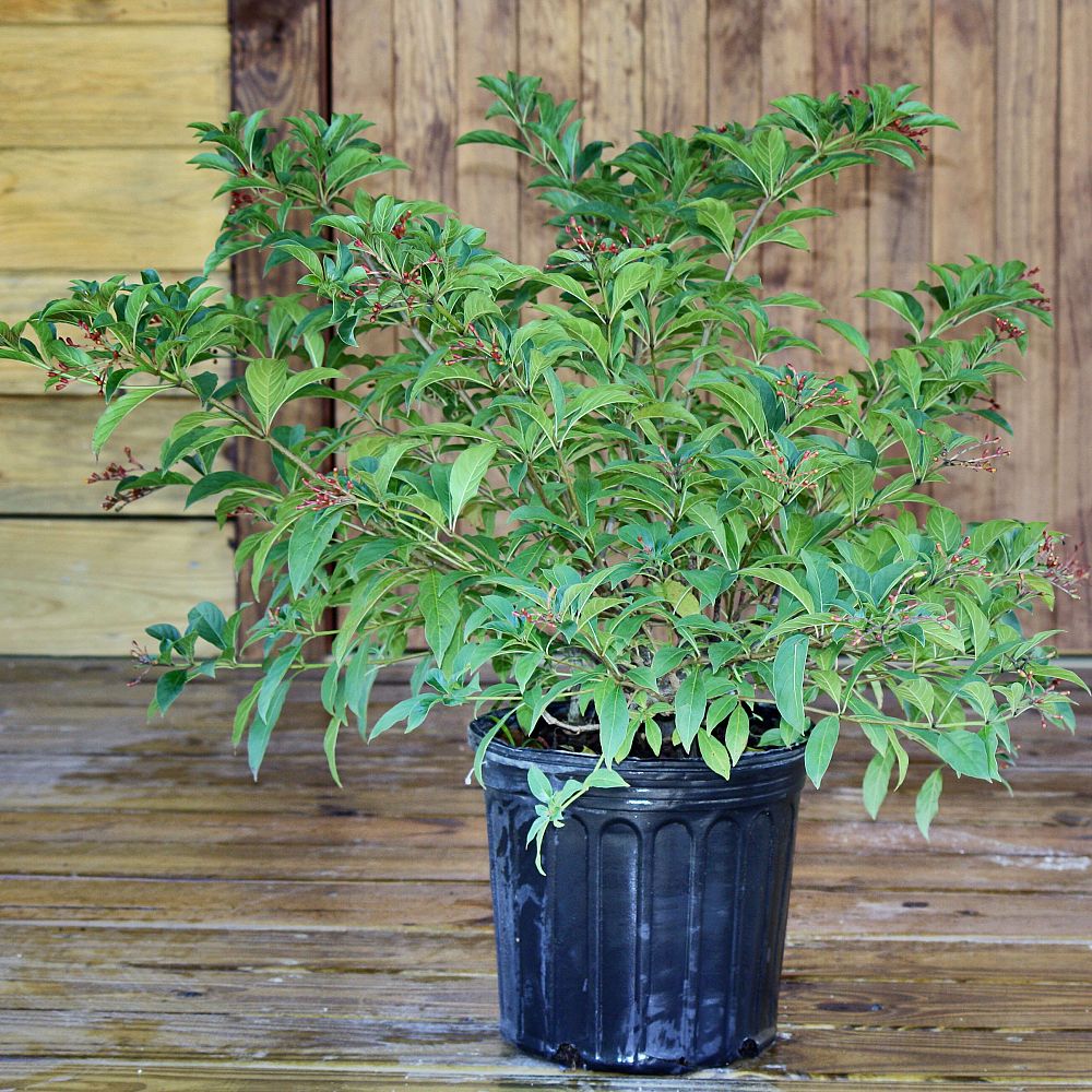 hamelia-patens-firebush-hummingbird-bush