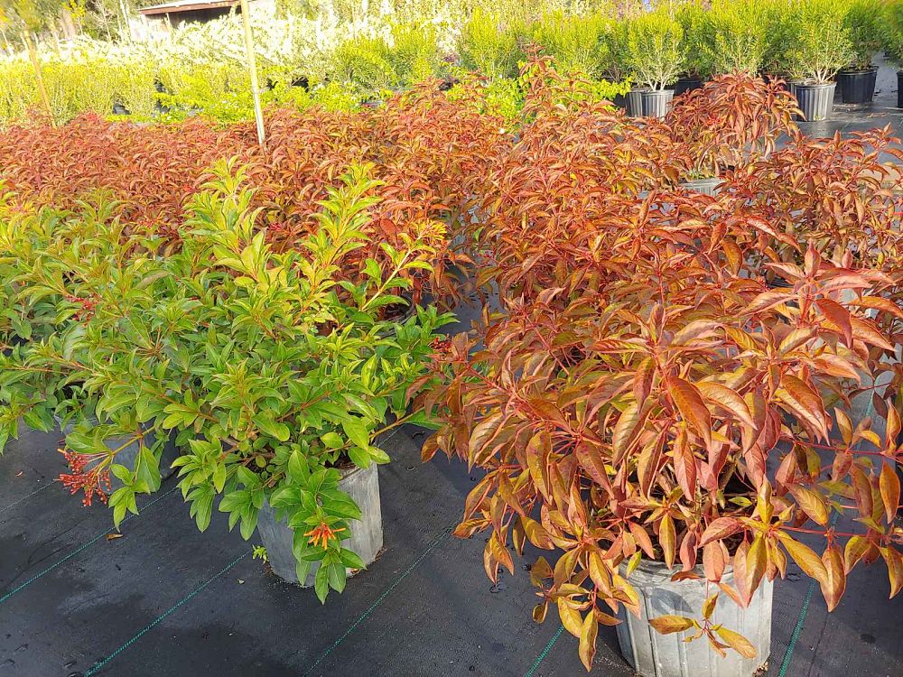hamelia-patens-firebush-hummingbird-bush