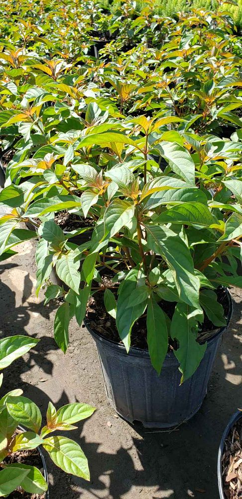 hamelia-patens-firebush-hummingbird-bush