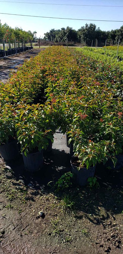 hamelia-patens-firebush-hummingbird-bush