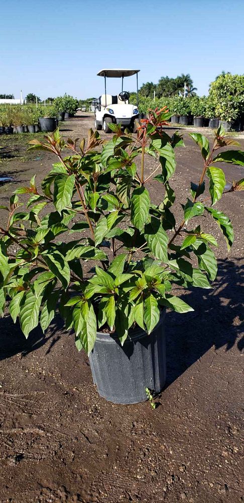 hamelia-patens-firebush-hummingbird-bush