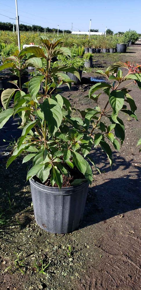 hamelia-patens-firebush-hummingbird-bush