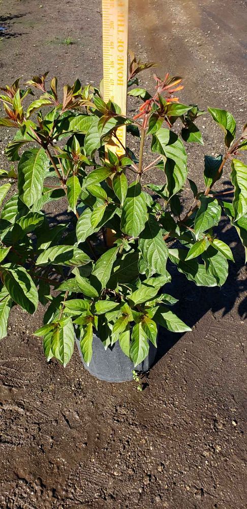 hamelia-patens-firebush-hummingbird-bush