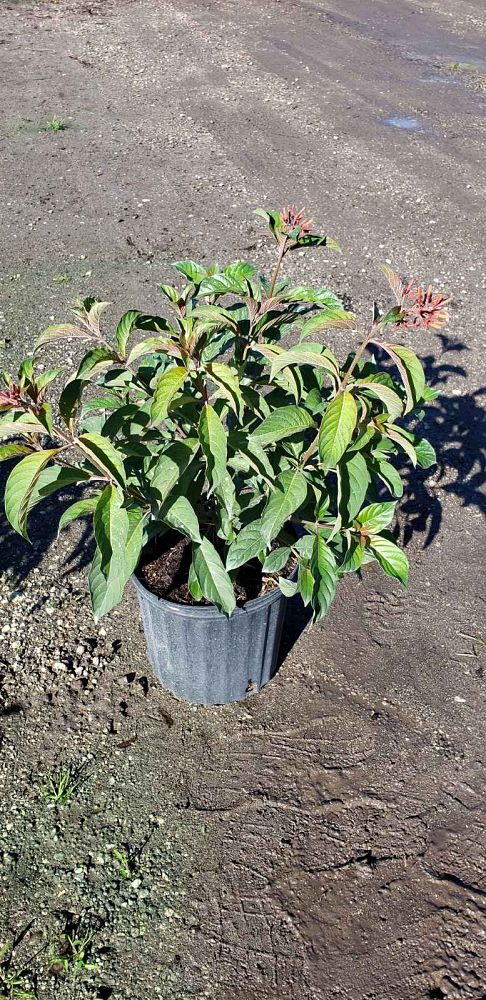 hamelia-patens-firebush-hummingbird-bush