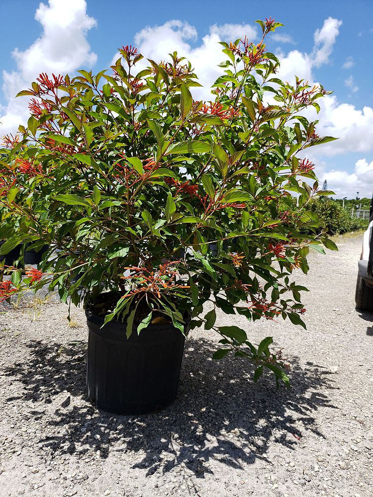 hamelia-patens-firebush-hummingbird-bush
