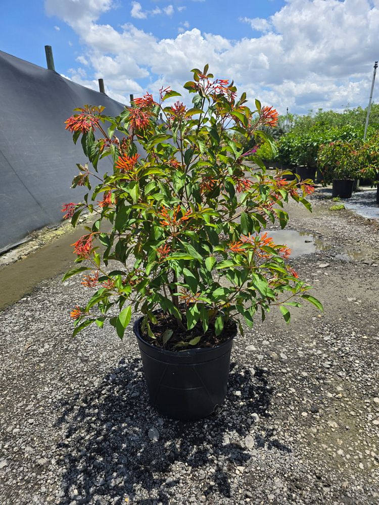 hamelia-patens-firebush-hummingbird-bush