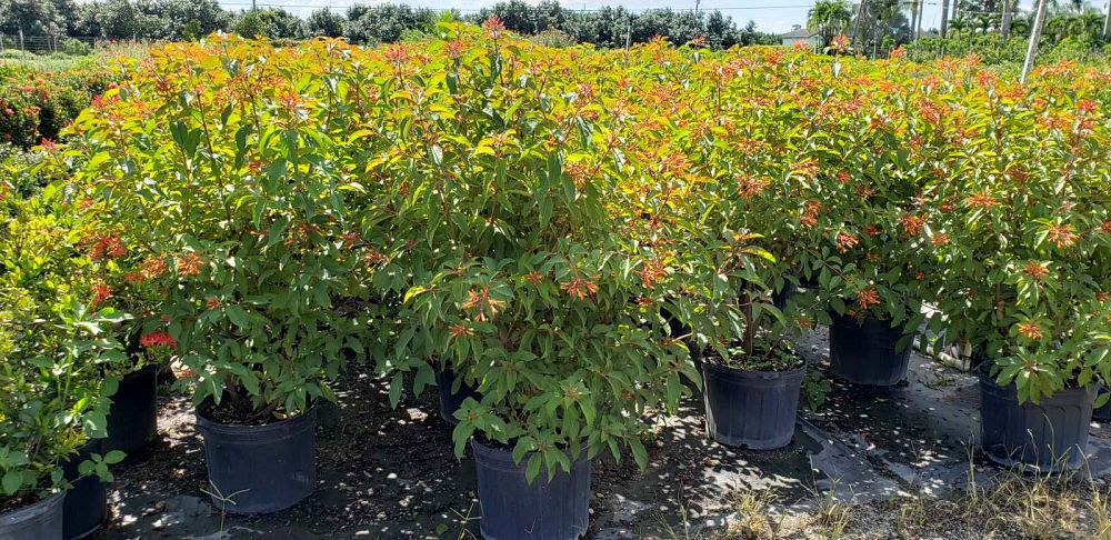 hamelia-patens-firebush-hummingbird-bush