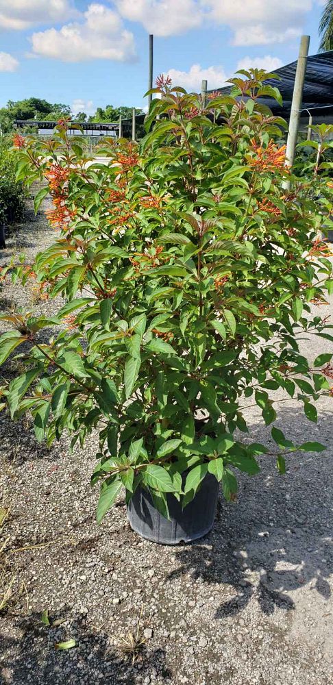 hamelia-patens-firebush-hummingbird-bush
