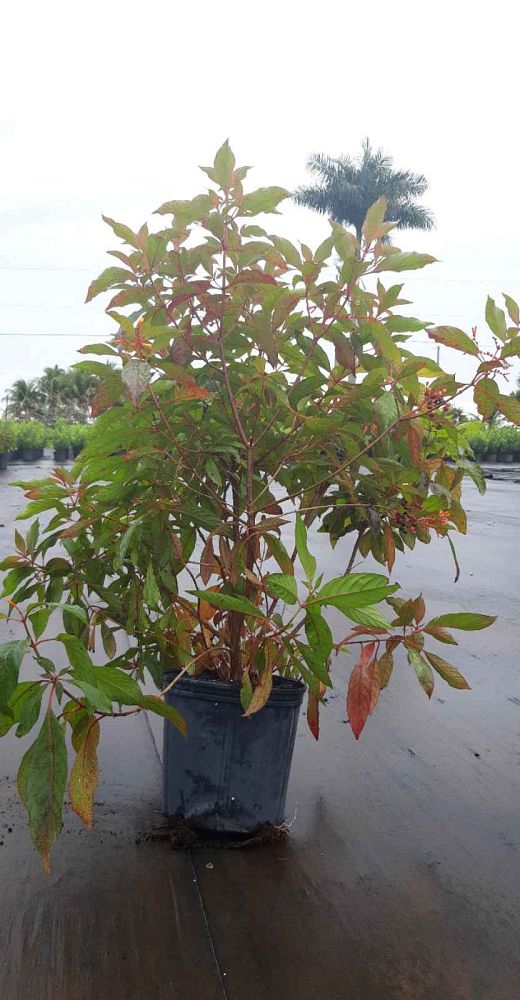hamelia-patens-firebush-hummingbird-bush