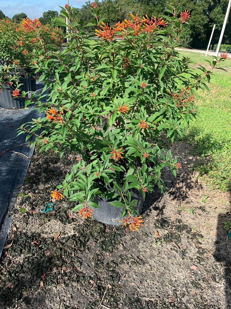 hamelia-patens-firebush-hummingbird-bush