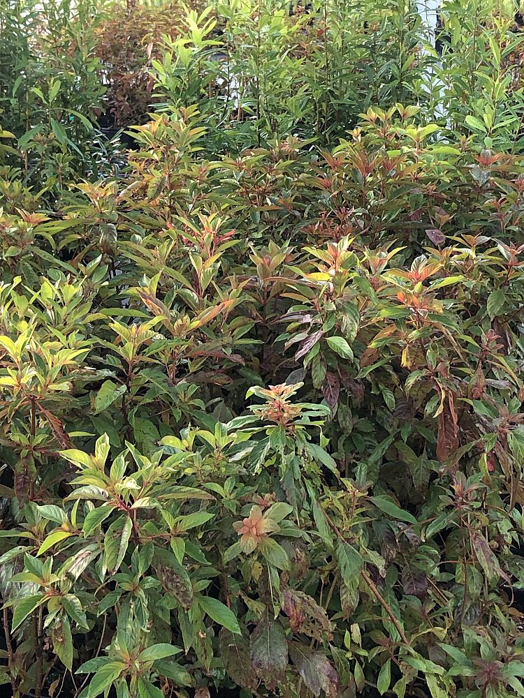 hamelia-patens-firebush-hummingbird-bush