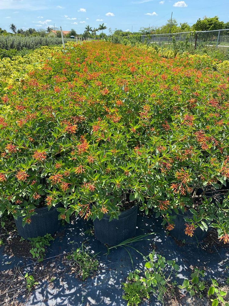 hamelia-patens-firebush-hummingbird-bush