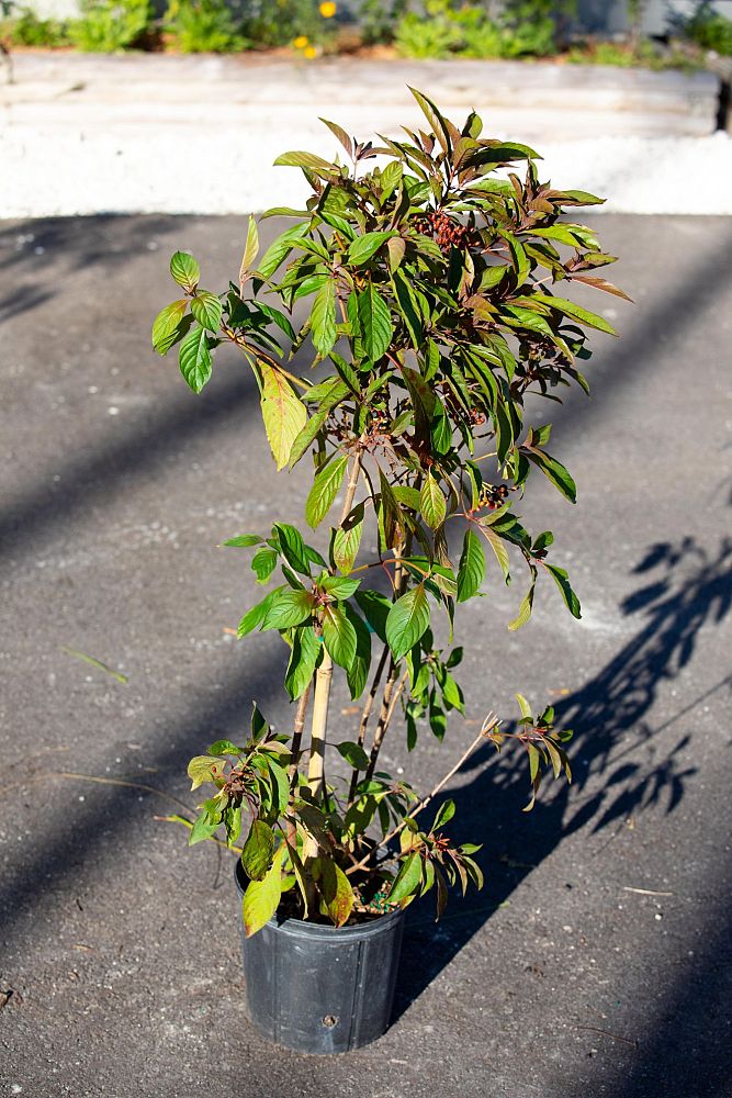 hamelia-patens-firebush-hummingbird-bush