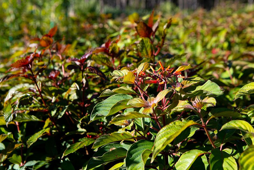 hamelia-patens-firebush-hummingbird-bush
