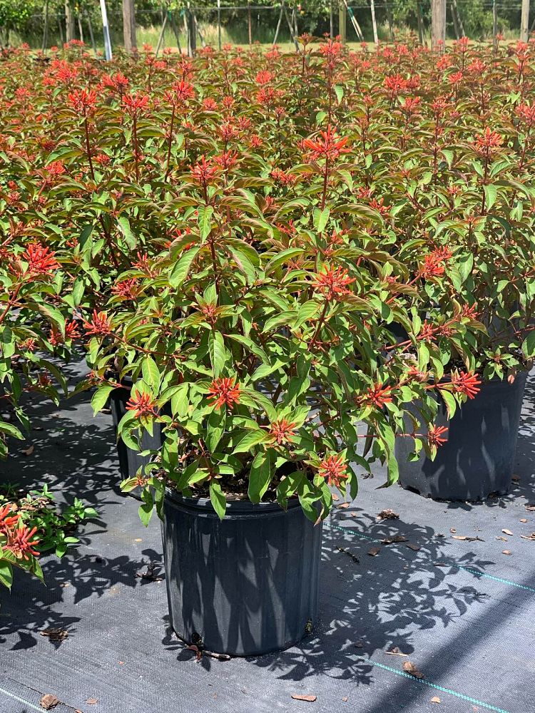 hamelia-patens-firebush-hummingbird-bush