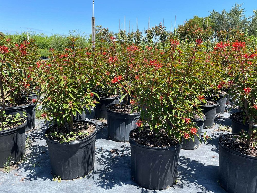 hamelia-patens-firebush-hummingbird-bush