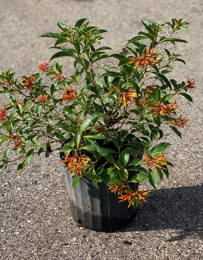 hamelia-patens-firebush-hummingbird-bush