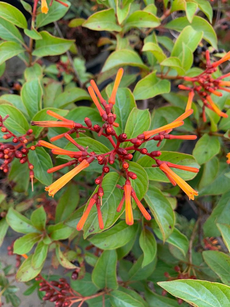 hamelia-patens-firebush-hummingbird-bush
