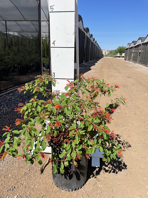 hamelia-patens-firebush-hummingbird-bush
