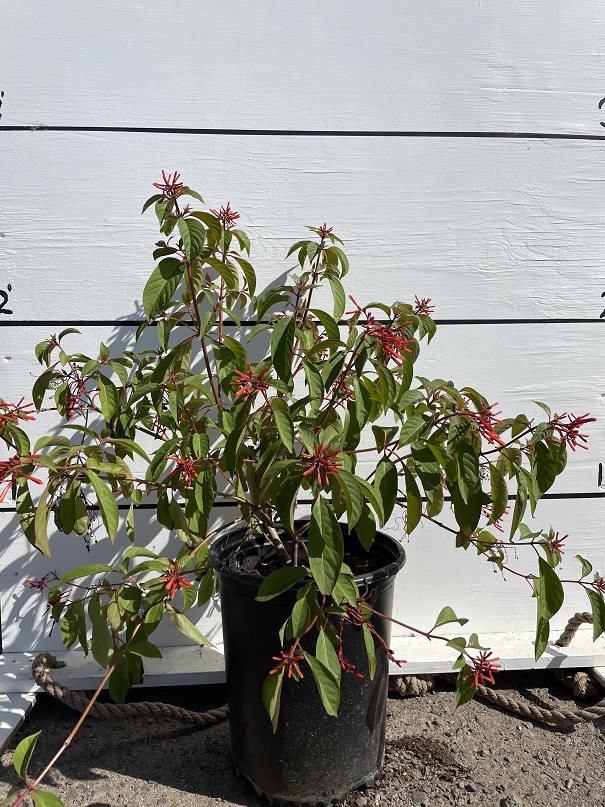 hamelia-patens-firebush-hummingbird-bush