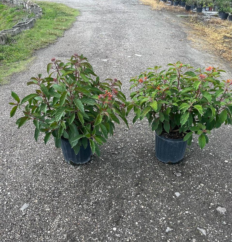 hamelia-patens-firebush-hummingbird-bush