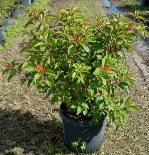 hamelia-patens-firebush-hummingbird-bush