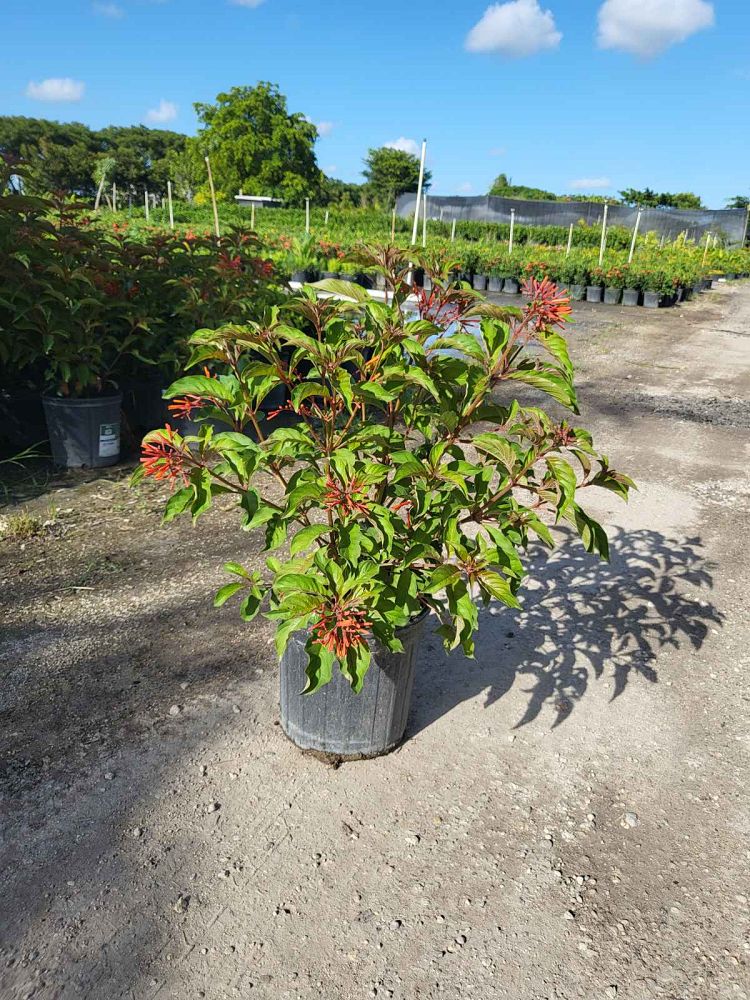 hamelia-patens-firebush-hummingbird-bush