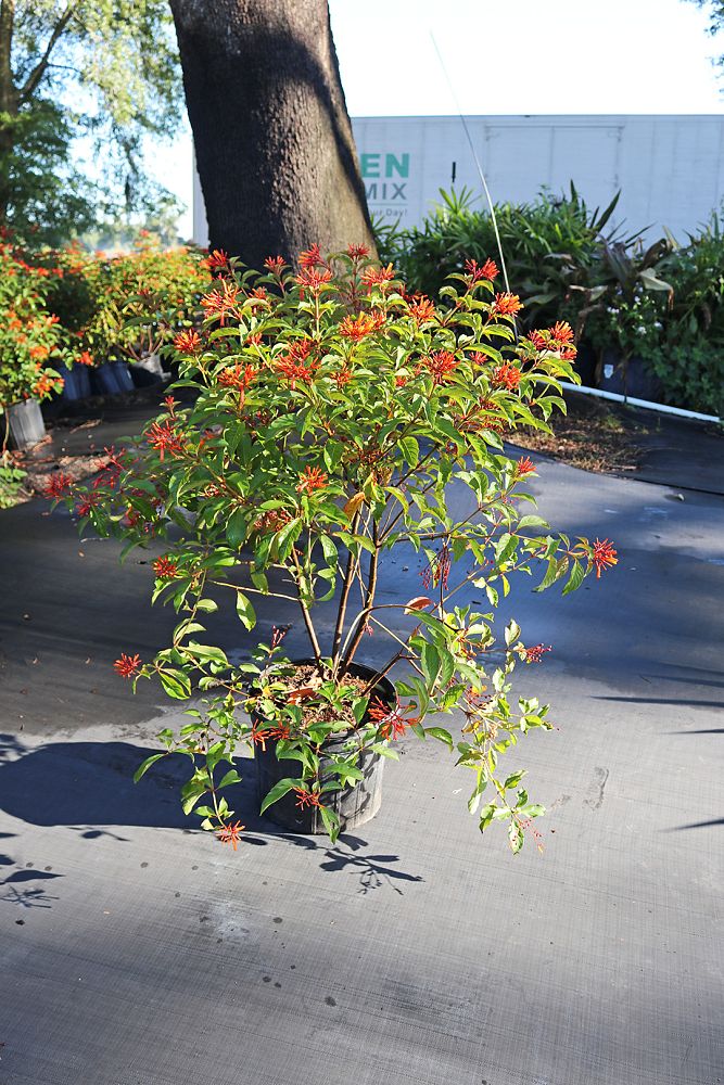 hamelia-patens-firebush-hummingbird-bush