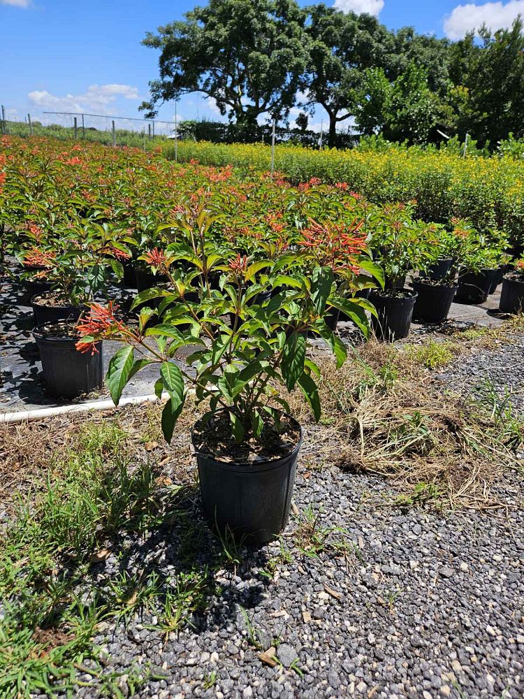 hamelia-patens-firebush-hummingbird-bush