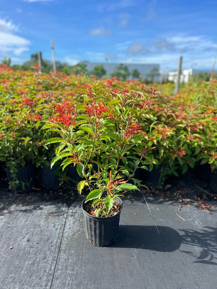hamelia-patens-firebush-hummingbird-bush