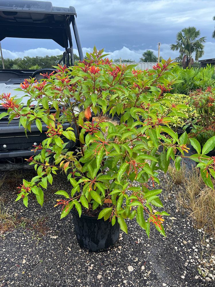 hamelia-patens-firebush-hummingbird-bush