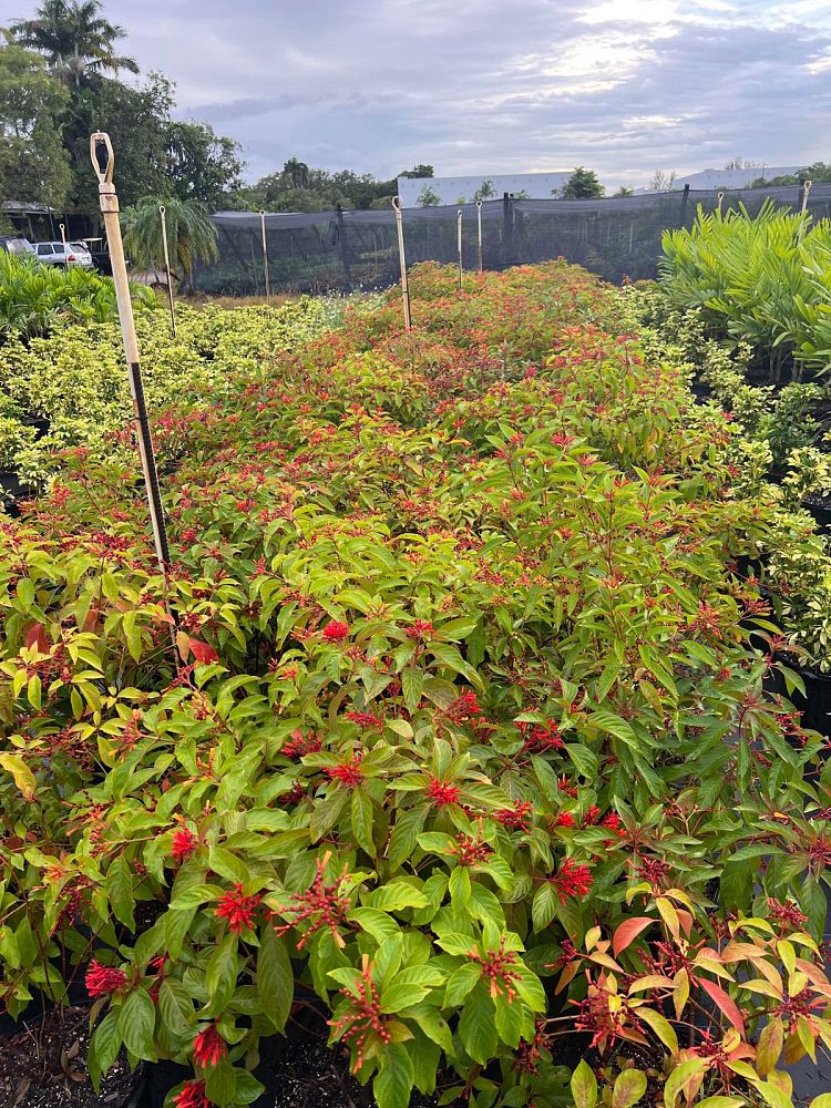 hamelia-patens-firebush-hummingbird-bush